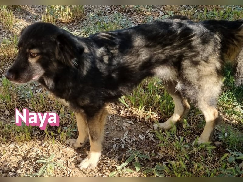 Naya, 11/24 - sportlicher Wuschel sucht Familie