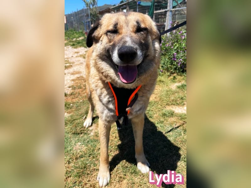 Lydia, 05/23 - gemütliche Schmusemaus sucht Familie
