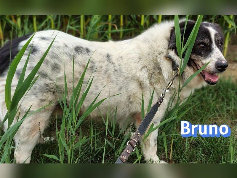 Bruno2, 10/17 - gemütlicher Senior wartet in 86685 Huisheim