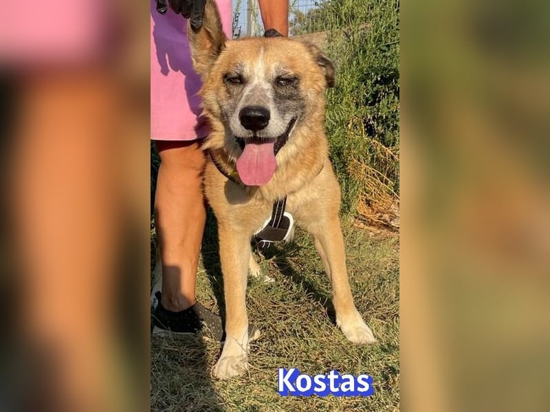 Kostas, 08/20 - ruhiger Rüde sucht Familie