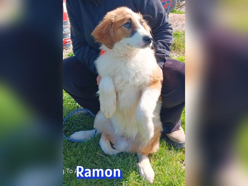 Ramon - verschmust, verspielt, anhänglich