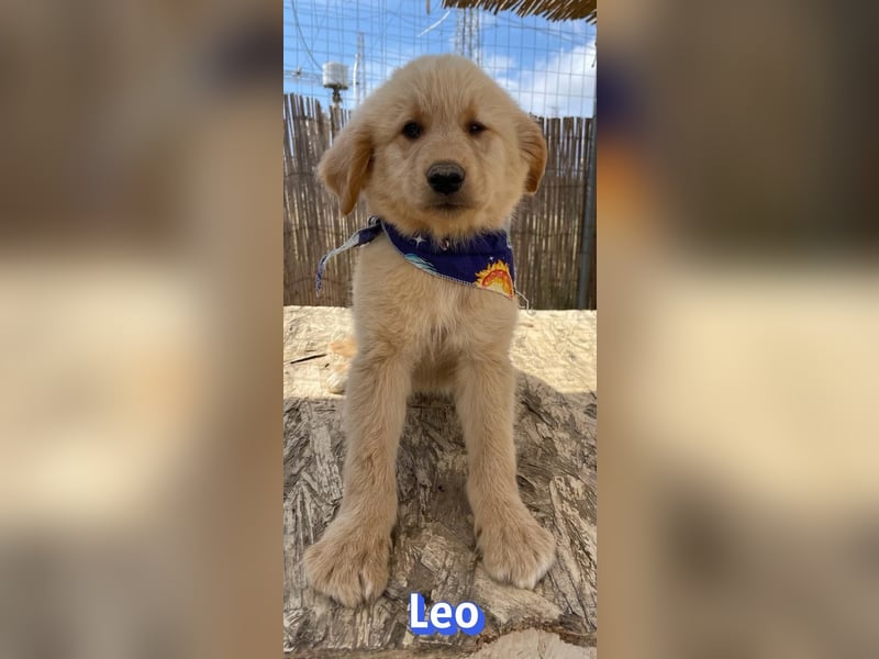 Leo, 02/26 - Zukunft gesucht
