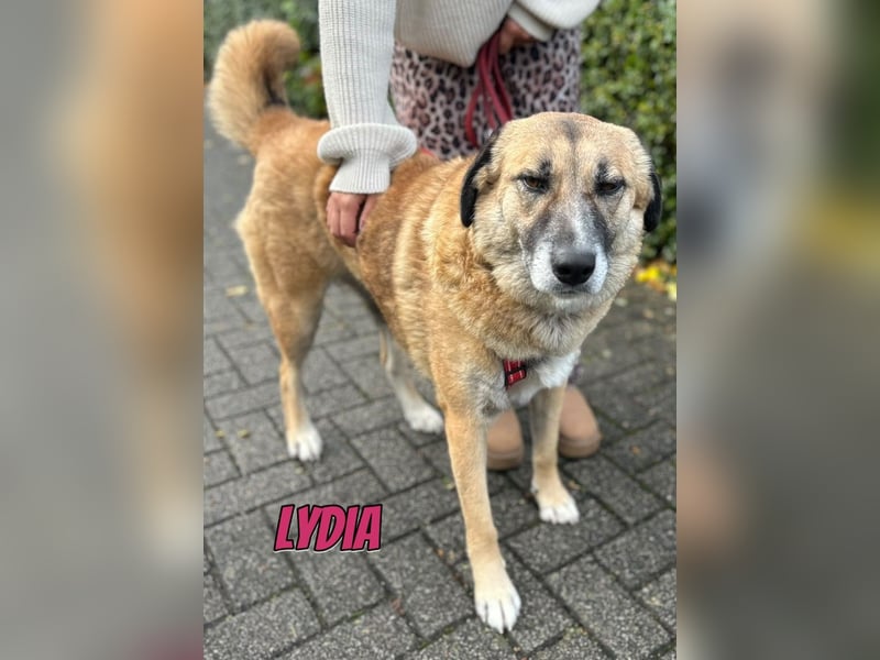 Lydia, 05/23 - tolle Familienhündin wartet in 64756 Mossautal