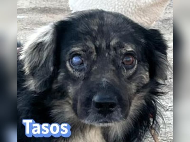 Tasos, 01/22 - durch Menschen verlor er sein Augenlicht