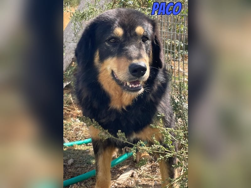 Paco, 10/22 - hübscher Rüde sucht 2te Chance