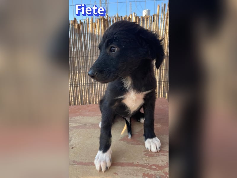Fiete, 05/26 - süßer Wuschel sucht Familie