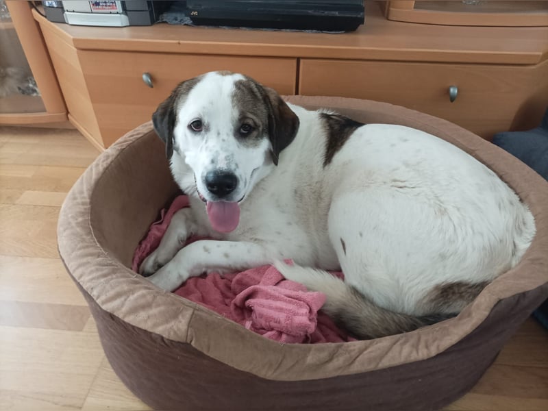 Max - verspielt, verschmust und neugierig