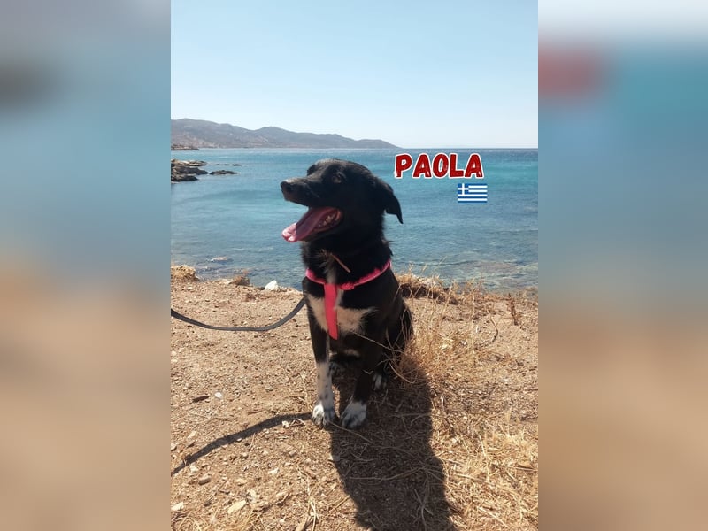 Paola - Ein Hund für Strandspaziergänge