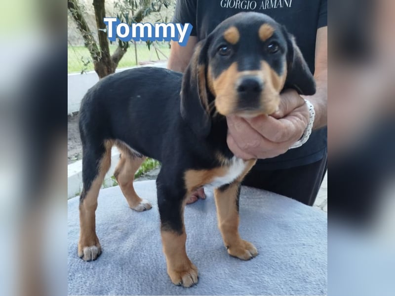 Tommy - neugierig und verspielt