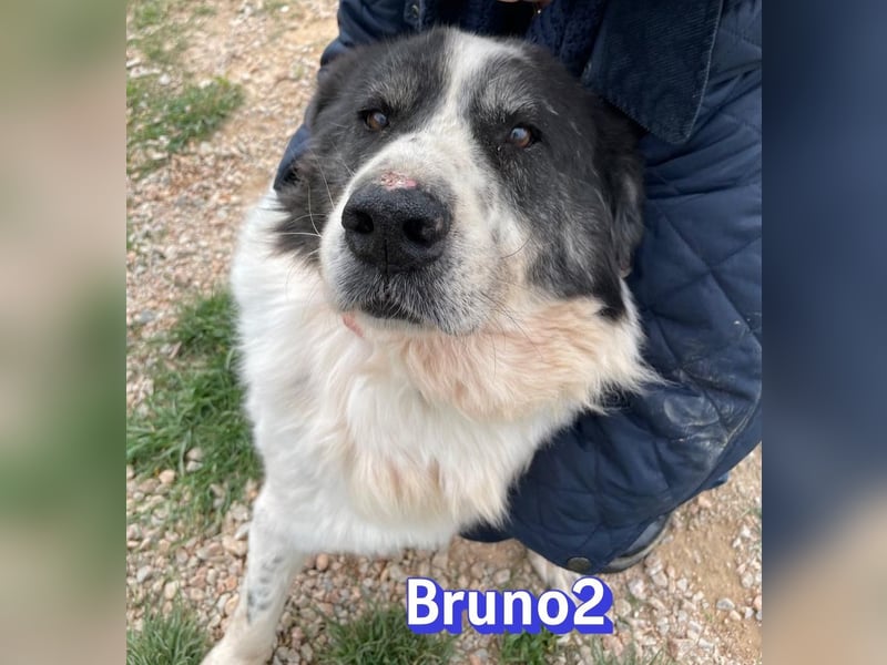 Bruno 2 - Gnadenbrotplatz gesucht