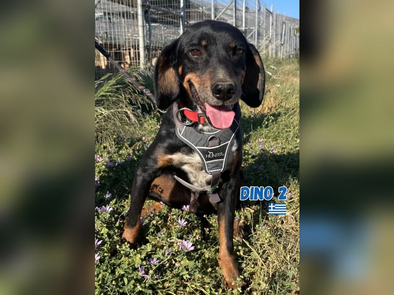 Dino, 01/24 - liebevoller, treuer Begleiter sucht Familie