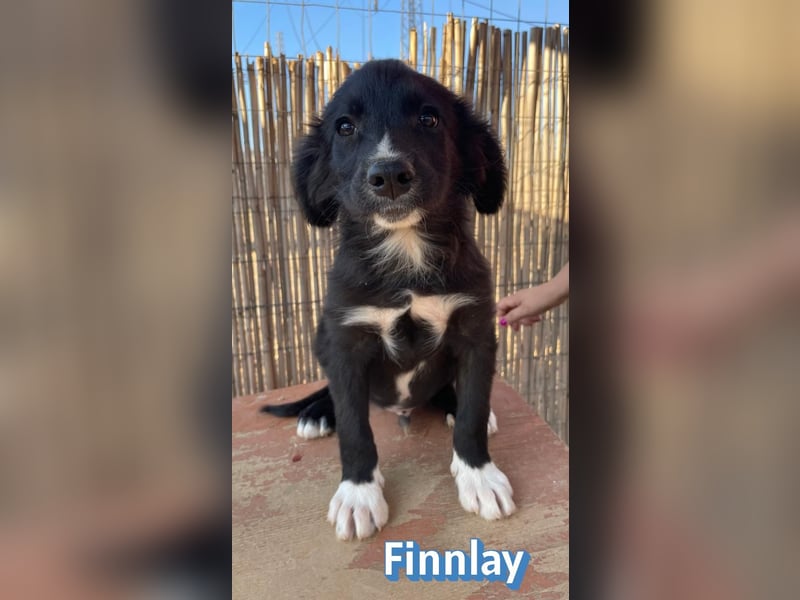 Finnlay, 05/26 - Schwarzköpfchen sucht Familie
