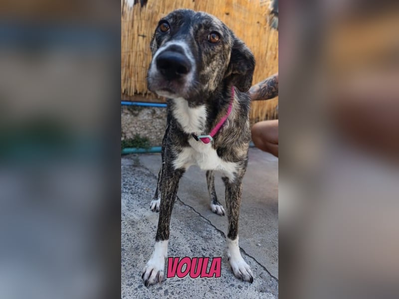 Voula, 10/25 - sanfte Seele sucht Familie