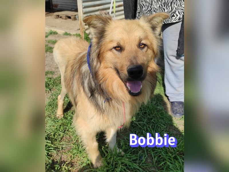 Bobbie - lebensfroher Kämpfer sucht sein Zuhause