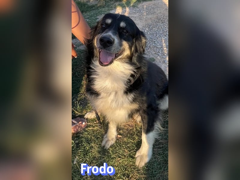 Frodo, 01/24 - Lebensfreude auf 4 Pfoten