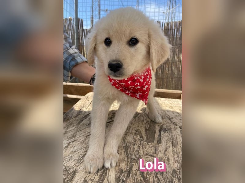 Lola, 02/26 - Wuschelchen sucht Körbchen