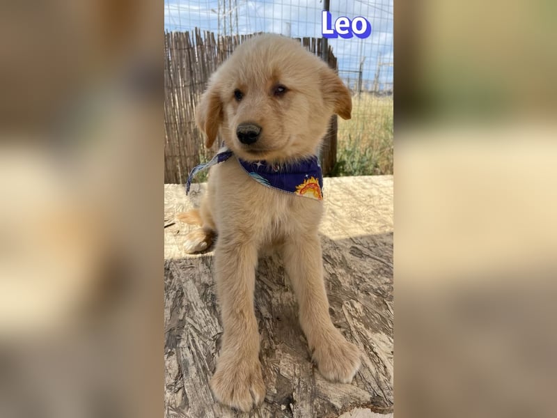 Leo, 02/26 - Zukunft gesucht