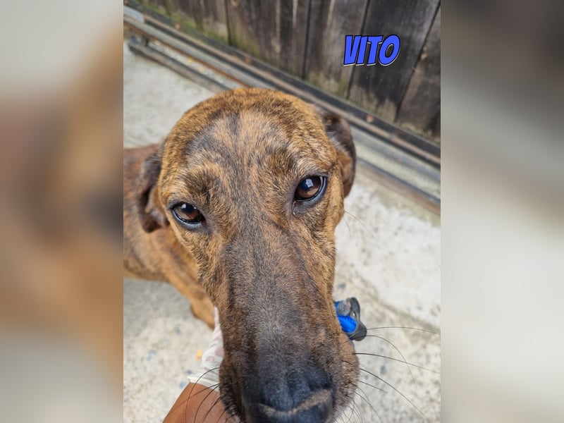 Vito, 10/24 - lieber Eyecatcher sucht Familie