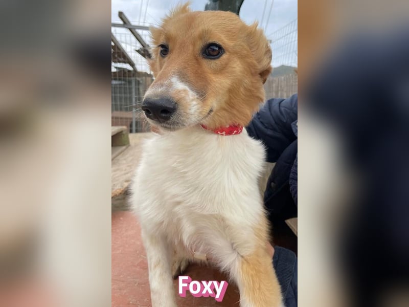 Foxy - verschmust, verspielt, anhänglich