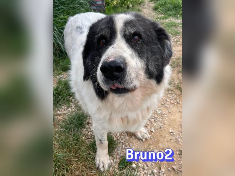 Bruno 2 - Gnadenbrotplatz gesucht