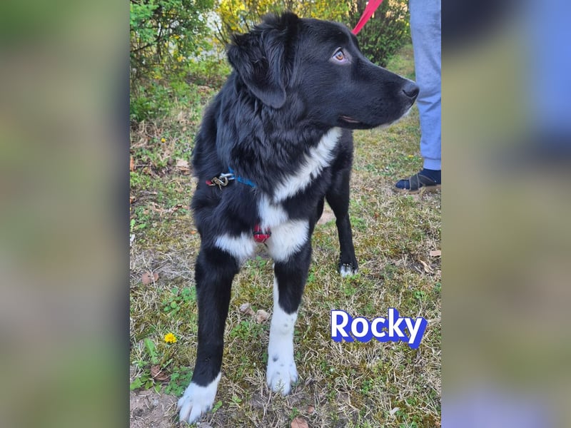 Rocky - schüchterner Bub sucht ein "Für immer" Körbchen