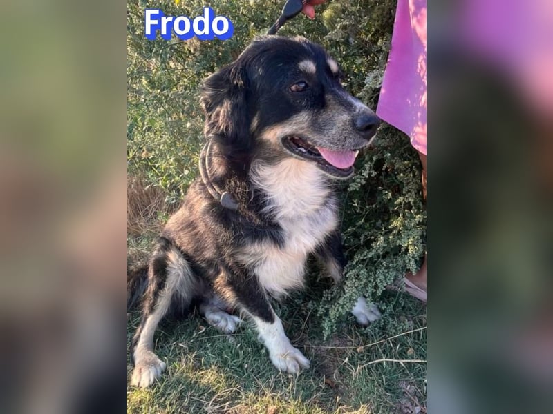 Frodo, 01/24 - Lebensfreude auf 4 Pfoten