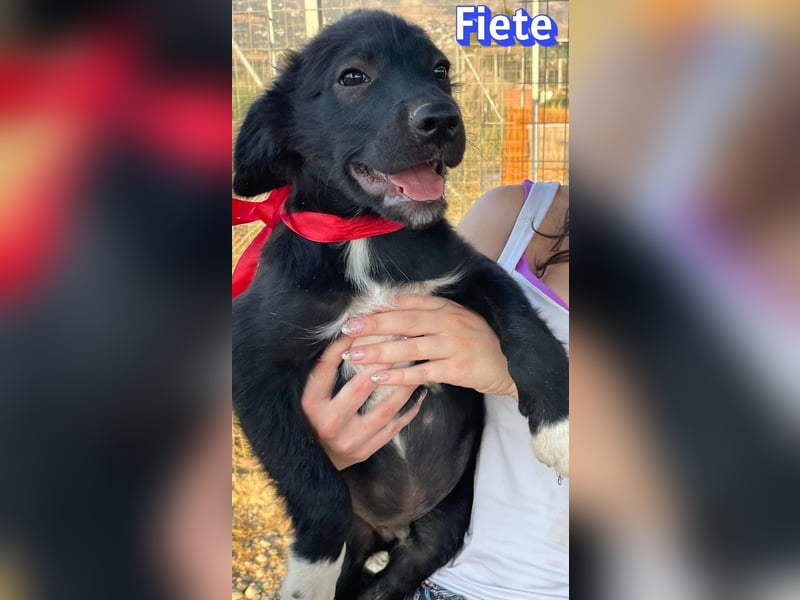 Fiete, 05/26 - süßer Wuschel sucht Familie