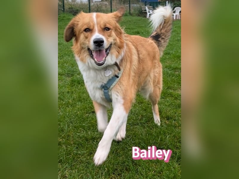 Bailey 04/24 - charakterstarke Hündin sucht neues Zuhause