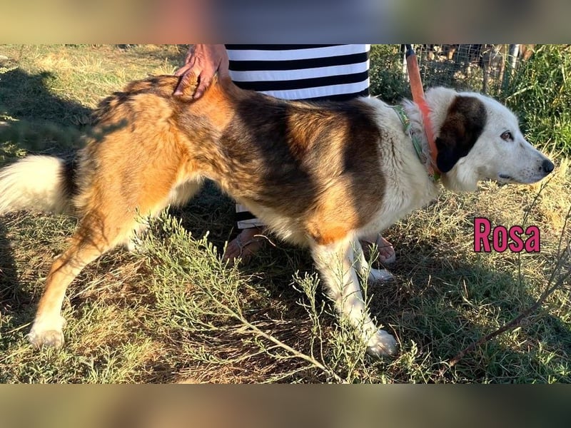Rosa, 12/23 - sanfte Seele sucht Zuhause