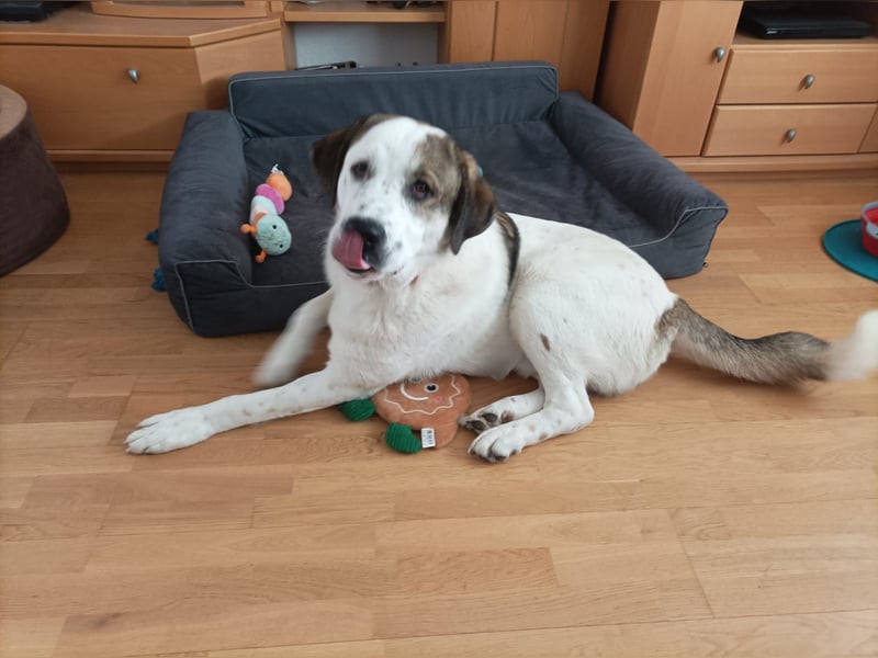 Max - verspielt, verschmust und neugierig