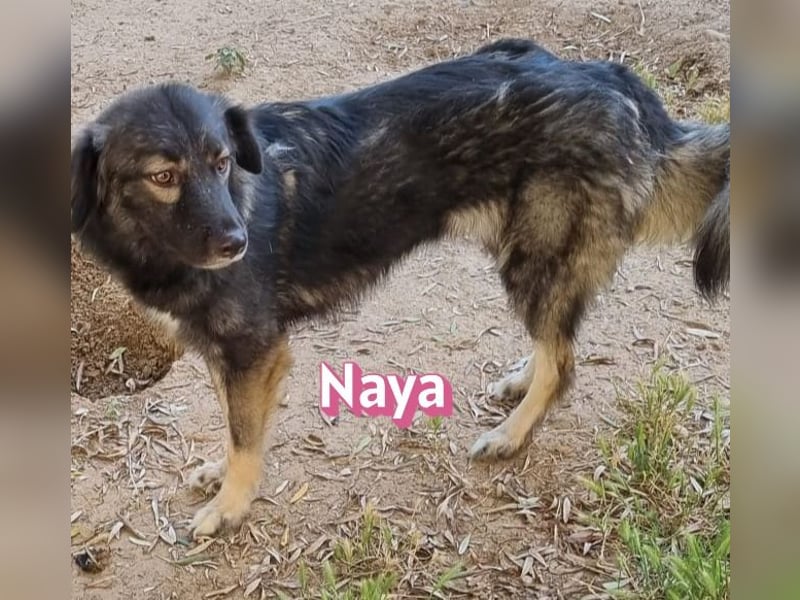 Naya, 11/24 - sportlicher Wuschel sucht Familie