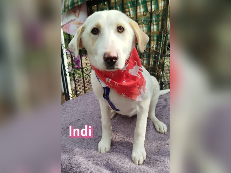 Indi - Die Hoffnung auf einen Neuanfang