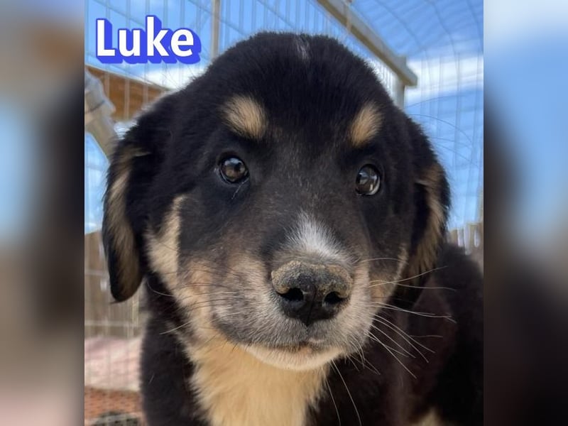 Luke, 02/26 - hübscher Kerl sucht Zuhause
