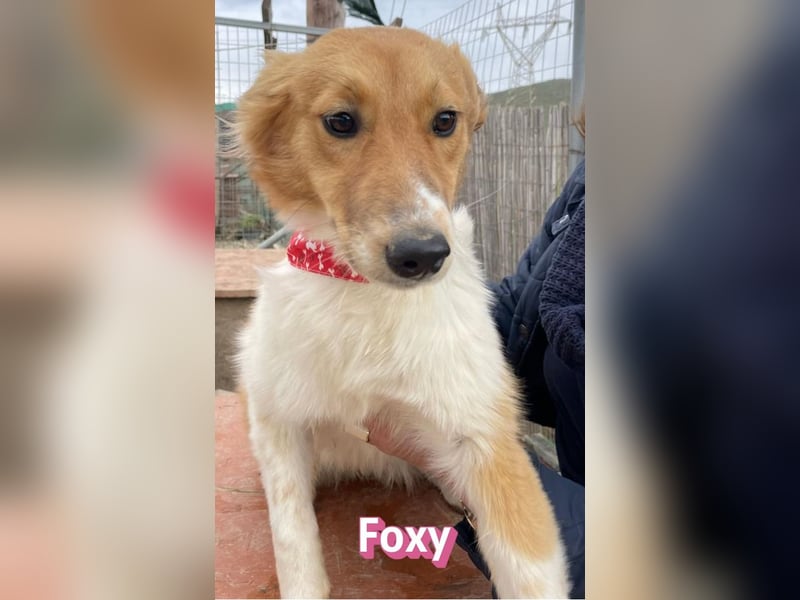 Foxy - verschmust, verspielt, anhänglich