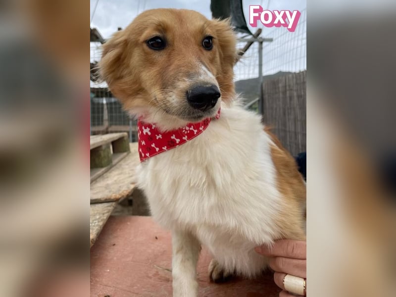 Foxy - verschmust, verspielt, anhänglich