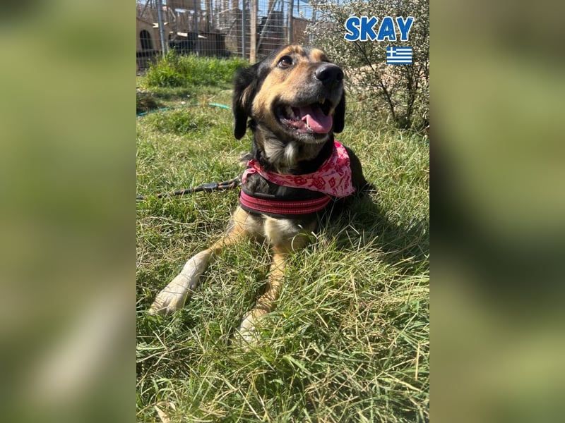 Skay - lernwillig und bewegungsfreudig