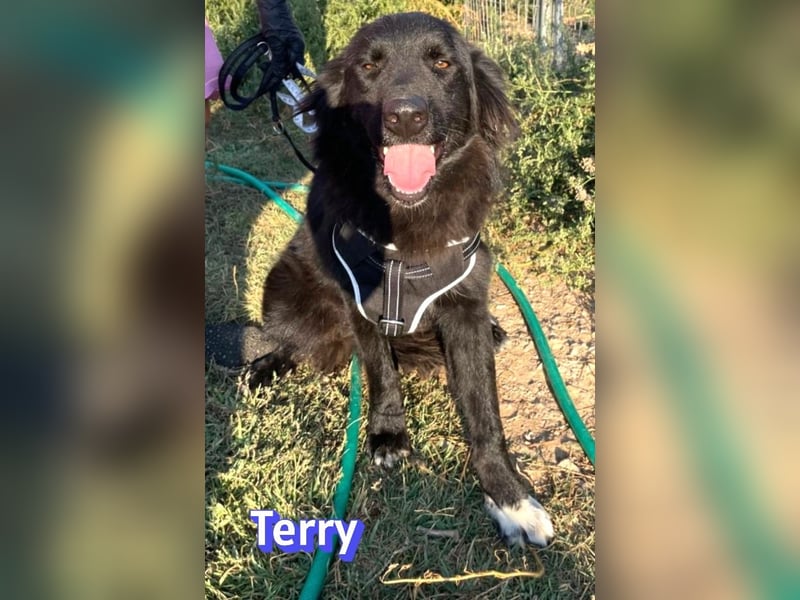 Terry, 09/24 - ruhiger Schatz sucht Familie