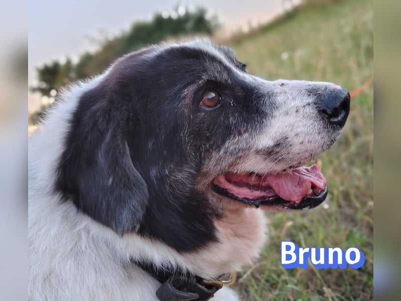 Bruno2, 10/17 - gemütlicher Senior wartet in 86685 Huisheim