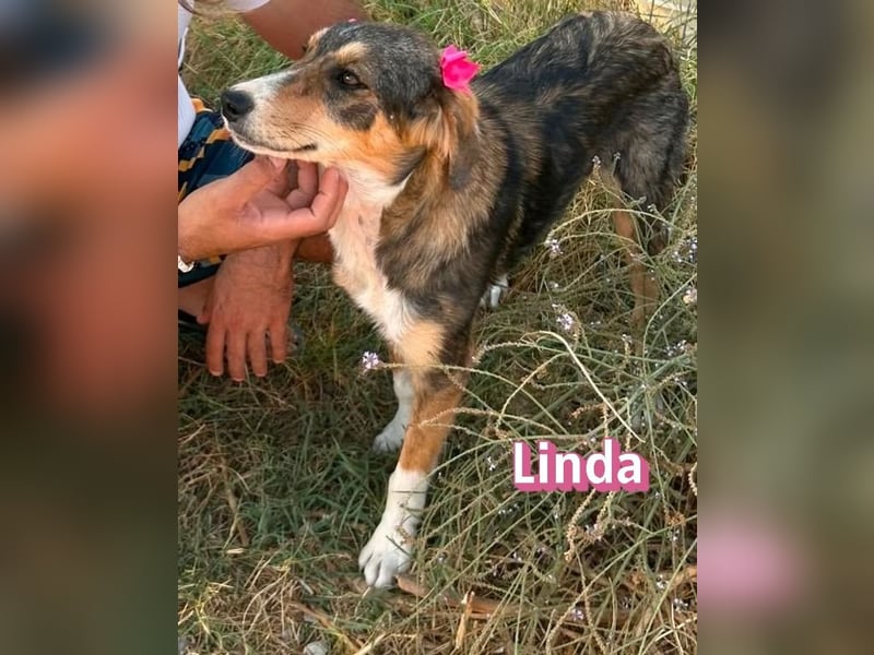 Linda, 03/26 - bezaubrendes Mädel sucht Familie