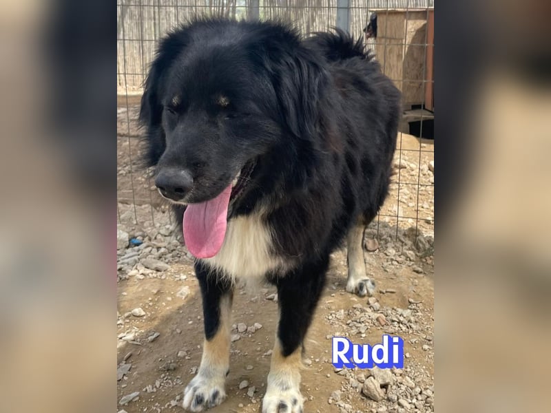 Rudi, 02/24 - liebevoller Wuschel sucht Familie