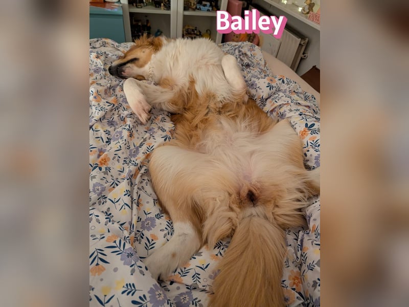 Bailey 04/24 - charakterstarke Hündin sucht neues Zuhause