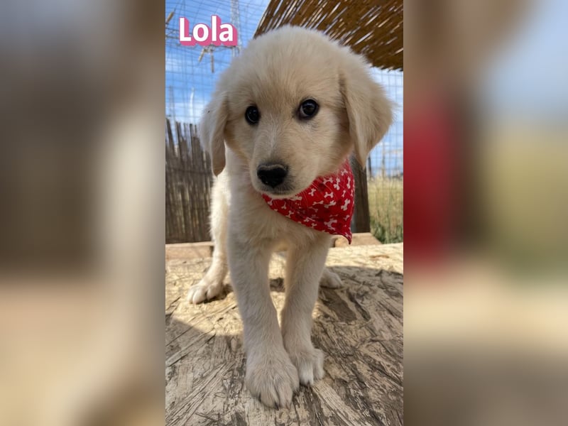 Lola, 02/26 - Wuschelchen sucht Körbchen