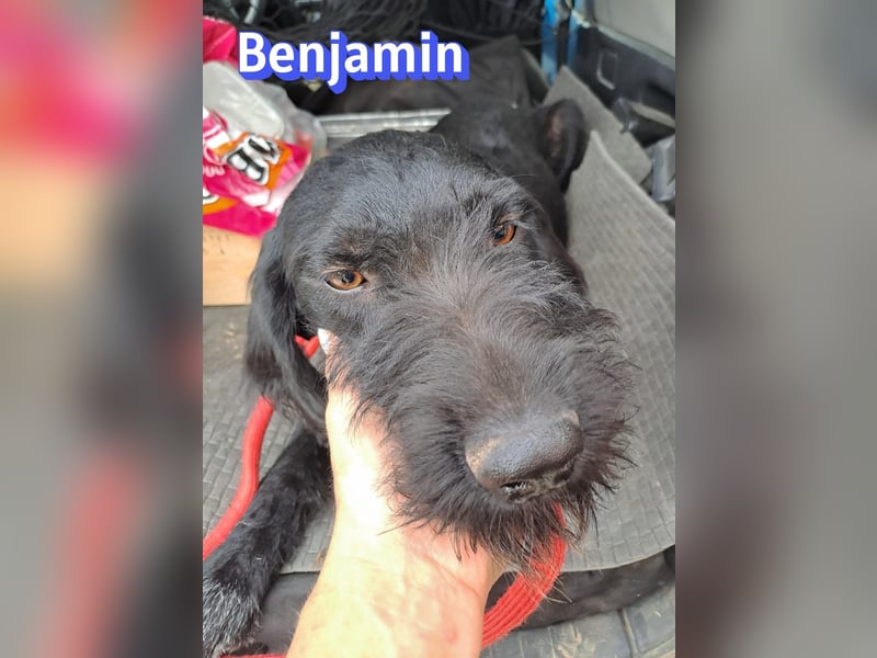 Benjamin - Verlorenes Herz sucht sein Glück