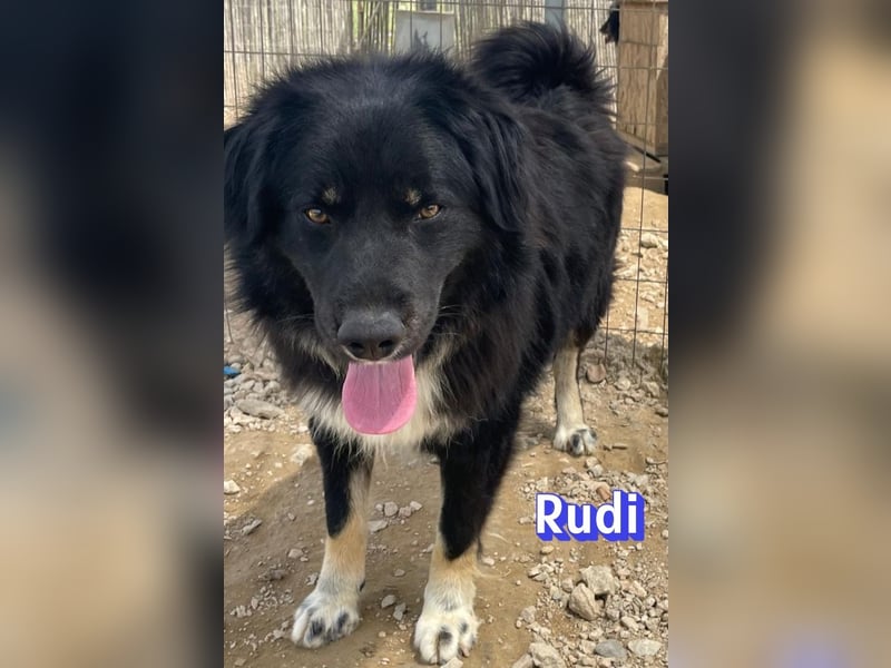 Rudi, 02/24 - liebevoller Wuschel sucht Familie