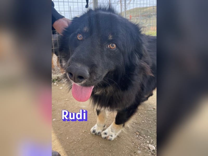 Rudi, 02/24 - liebevoller Wuschel sucht Familie