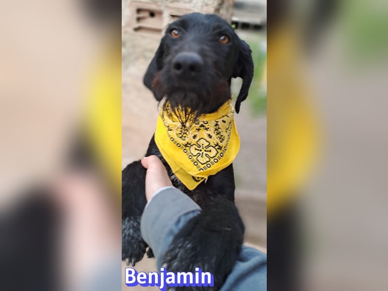 Benjamin - Verlorenes Herz sucht sein Glück