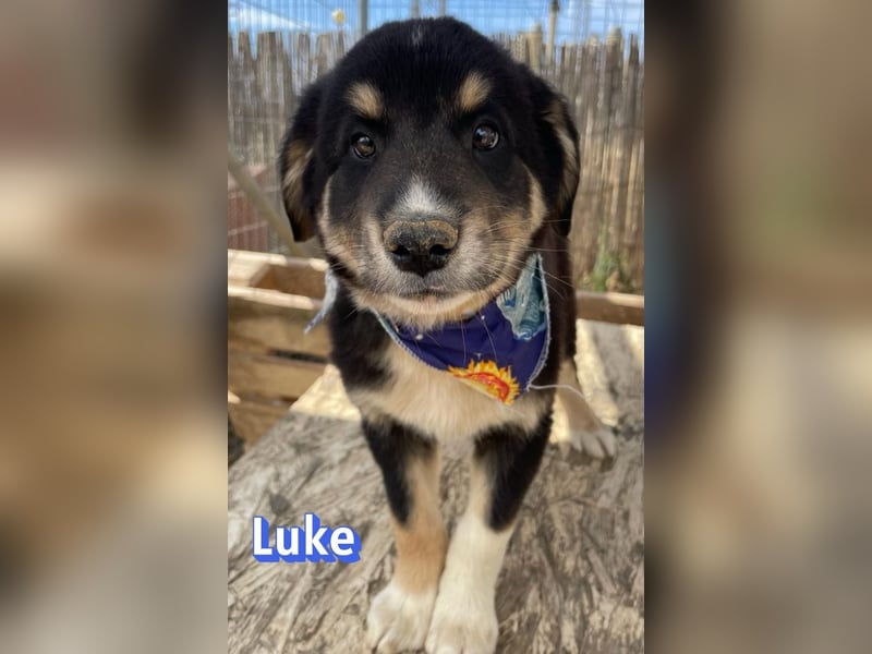Luke, 02/26 - hübscher Kerl sucht Zuhause