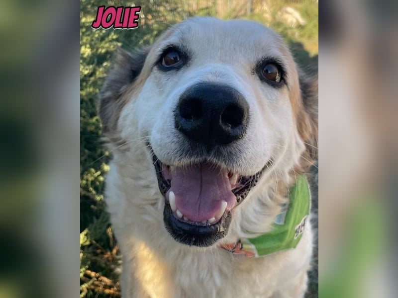 Jolie, 08/24 - süßes Mädel wartet auf ihre Menschen