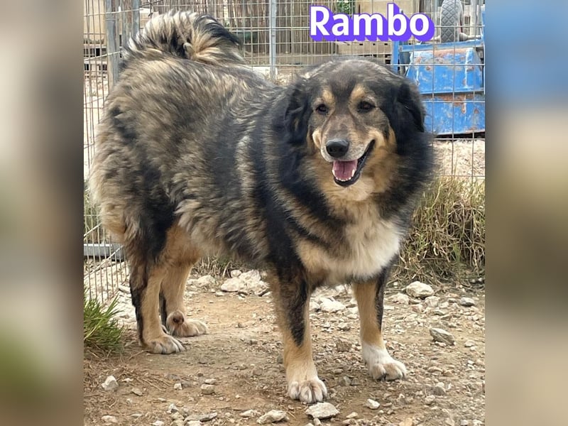 Rambo 01/22 - aktives Moppelchen sucht Diätpartner