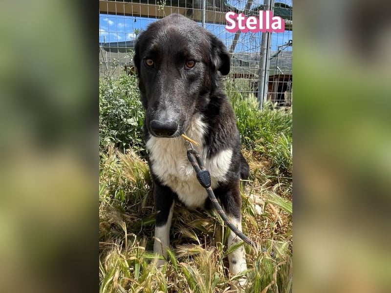 Stella, 01/24 - schüchterne Maus sucht Familie